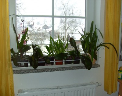Orchideenfensterrechts9032.jpg