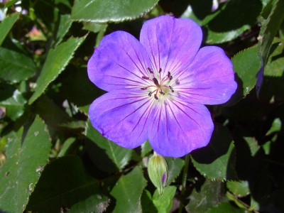 GeraniumJollyBee7899.jpg