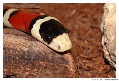 1_0_Lampropeltis_pyromelana.jpg