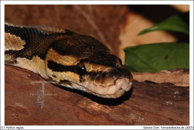 0_1_Python_regius.jpg