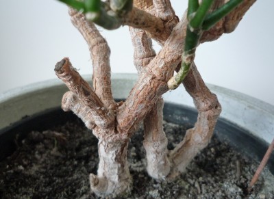 Hatiora S. Stamm.JPG