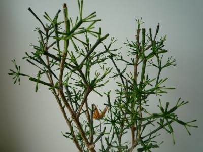 Hatiora S. Krone.JPG