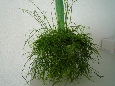 Rhipsalis Schnäppchen.JPG