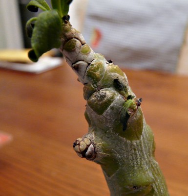 P2530111.JPG