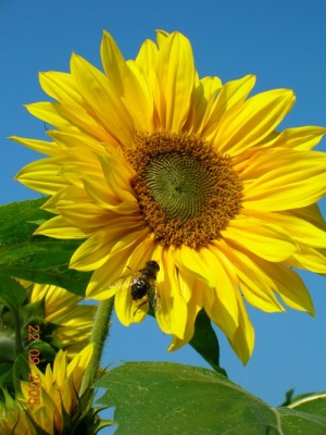 Sonnenblume.jpg