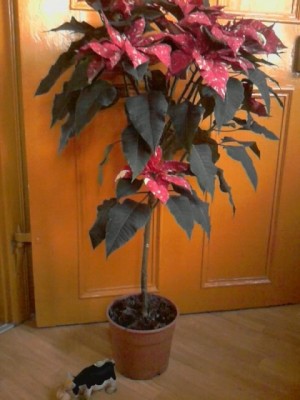 weihnachtsstern2.JPG