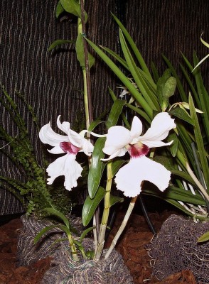 Dendrobium sanderae.jpg
