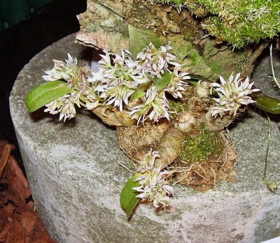 Dendrobium peguanum.jpg