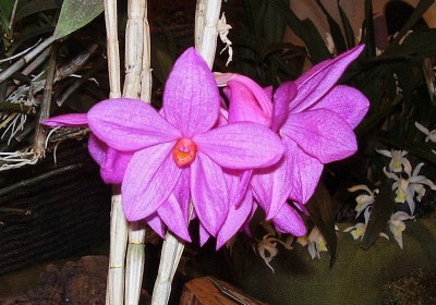 Dendrobium glomeratum (2).jpg