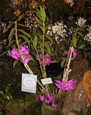 Dendrobium glomeratum.jpg