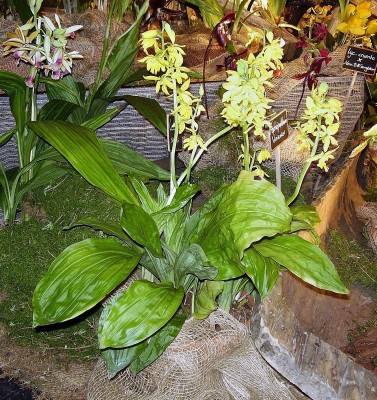 Calanthe sieboldii.jpg