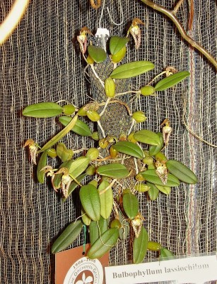 Bulbophyllum lasiochilum.jpg