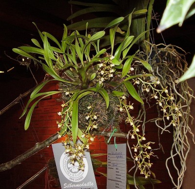 Solenidiopsis tigroides.jpg