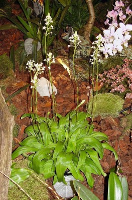 Ponthieva orchioides (5).jpg