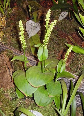 Gennaria diphylla (8).jpg