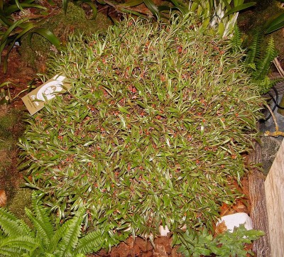 Mediocalcar bifolium.jpg