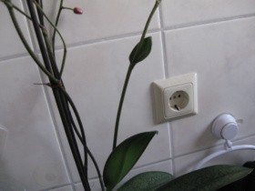 Phalenopsis gemusterte Blätter 003-1.jpg