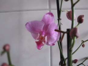 Phalenopsis gemusterte Blätter 002-1.jpg