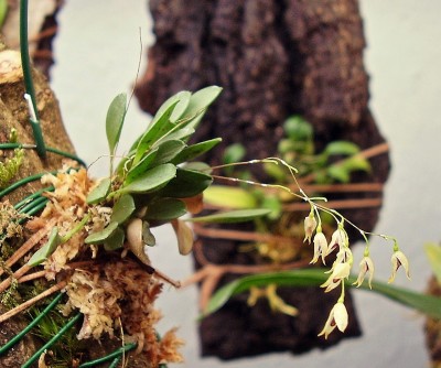 Specklinia grobyi.jpg