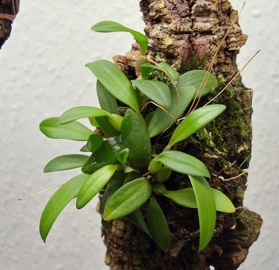 Bulbophyllum aestivale.jpg