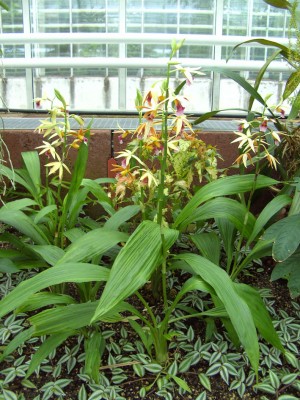 Phaius_tankervilliae9141k.jpg