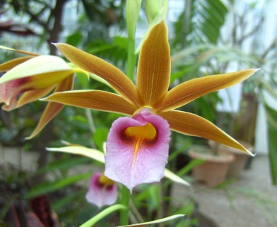 Phaius_tankervilliae9137k.jpg
