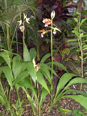 Phaius_tankervilliae9139k.jpg