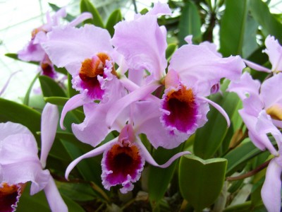 Cattleya_percivaliana9129k.jpg