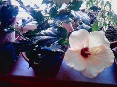 Hibiscus apricot-rot.JPG