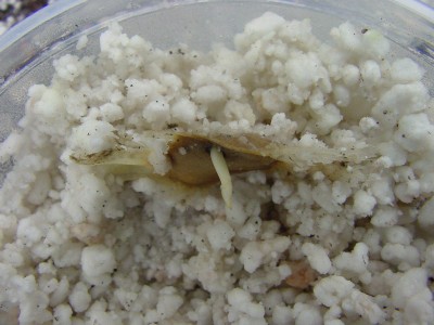 gelber Trompetenbaum mit WZ.jpg