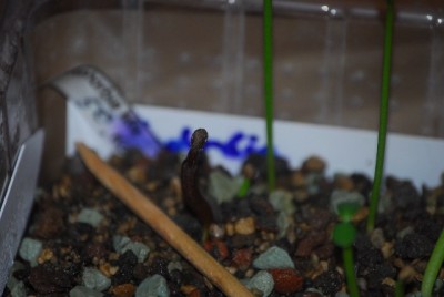 keimlinge11 002yy.jpg