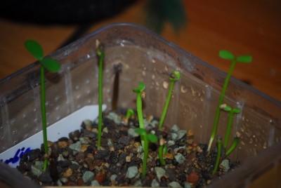 keimlinge11 012yy.jpg