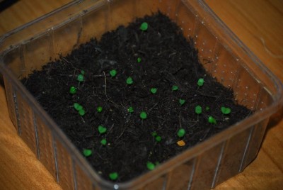 keimlinge11 003yy.jpg
