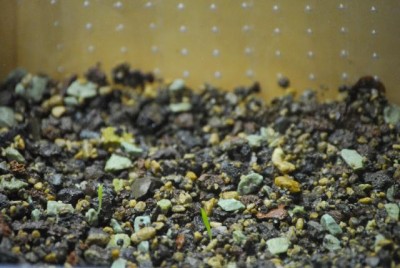 keimlinge11 001yy.jpg