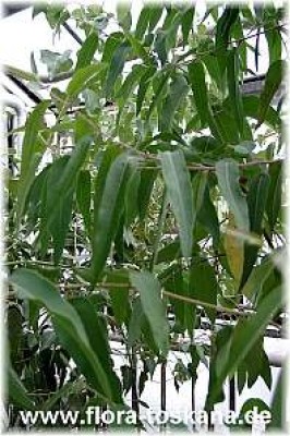 eucalyptus_citriodora_2_-_digi.jpg