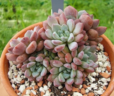 Echeveria amoena 2009-36 (6).jpg