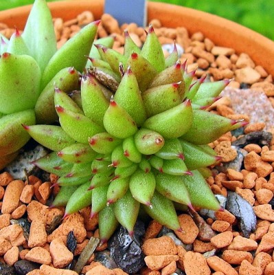 Echeveria agavoides ´Corderoyi Crest´ (3).jpg