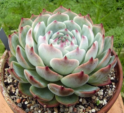 Echeveria colorata 2009-288 (7).jpg