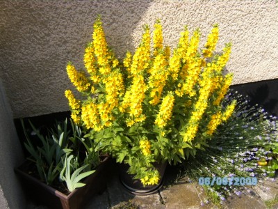 Blume 08.JPG