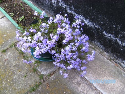 Blume 06.JPG