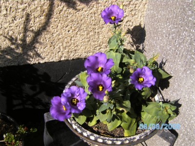 Blume 05.JPG