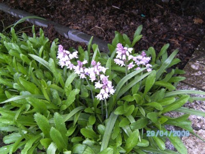 Blume 04.JPG