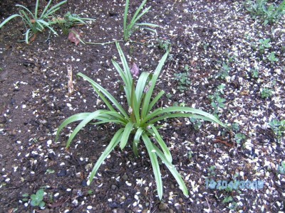Blume 03.JPG