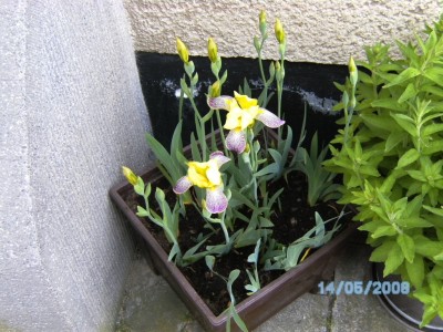 Blume 02.JPG