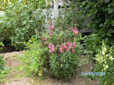 Blume 01.JPG