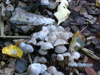 Pilze 03.JPG