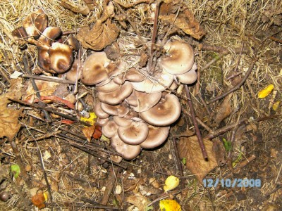 Pilze 01.JPG