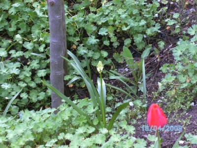 Blume 03a.JPG