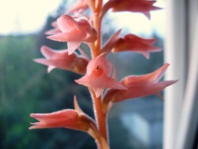 Sacoila lanceolata (2).jpg