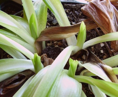 Sacoila lanceolata (6).jpg